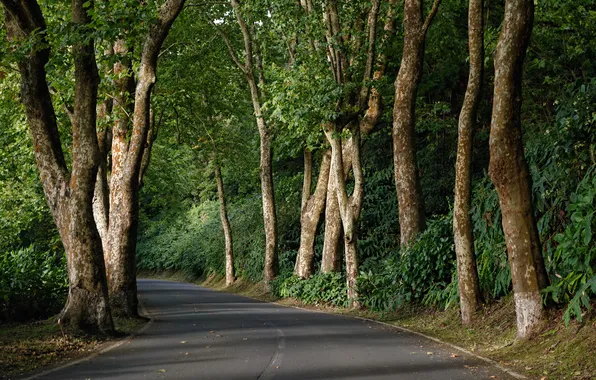 Road, greens, forest, trees, Portugal, Azores