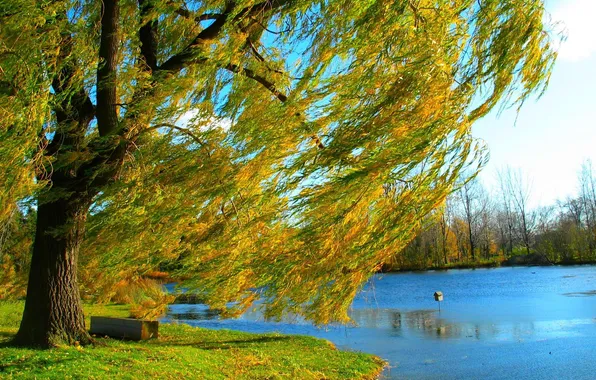 Autumn, nature, lake, tree, shore, IVA