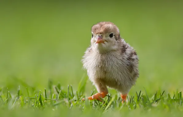 Grass, walk, chick, chicken