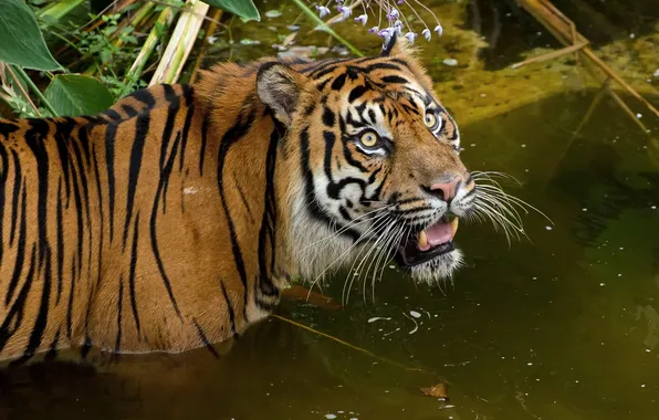 Picture cat, look, tiger, bathing, pond, Sumatran