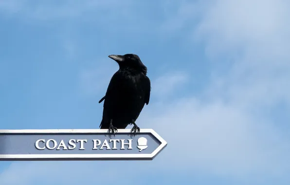 The sky, sign, crow