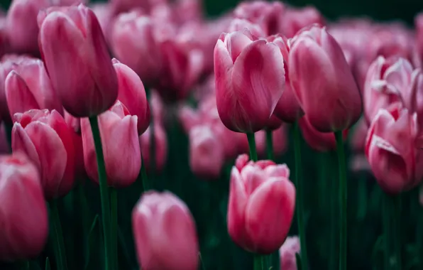 Flowers, background, tulips, rozmycie
