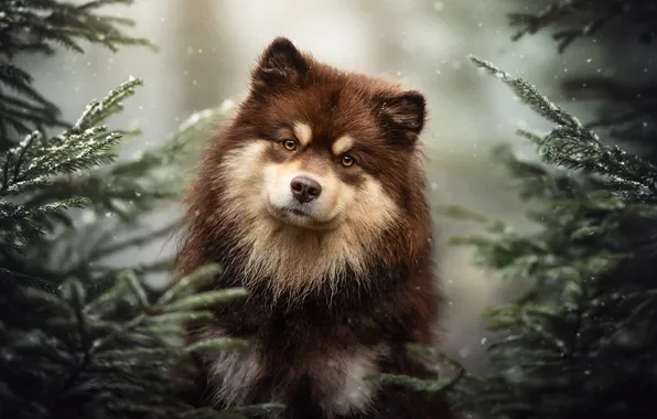 Picture look, face, branches, dog, Finnish lapphund