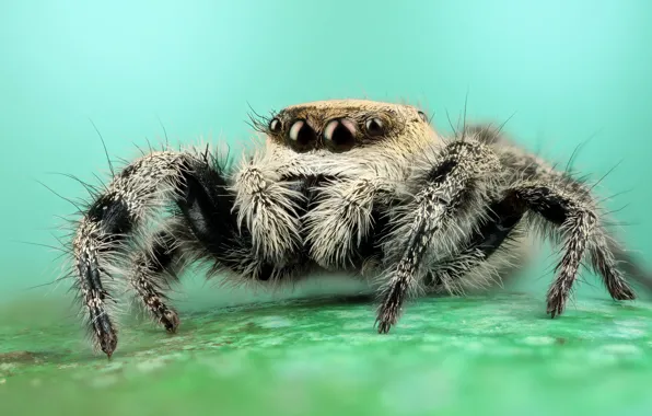 Eyes, macro, pose, background, black and white, legs, spider, hairy