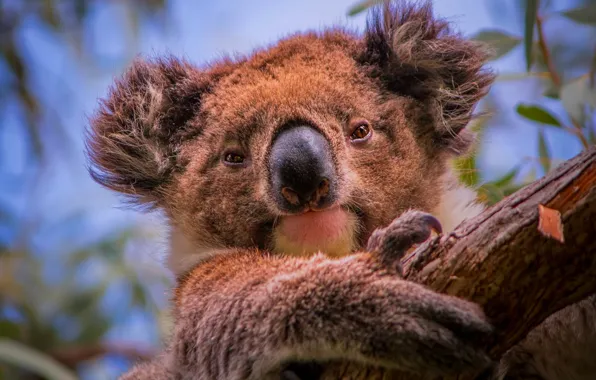 Picture trees, portrait, face, Koala