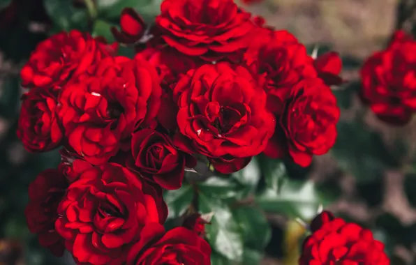 Picture red, roses, garden, beautiful, the bushes