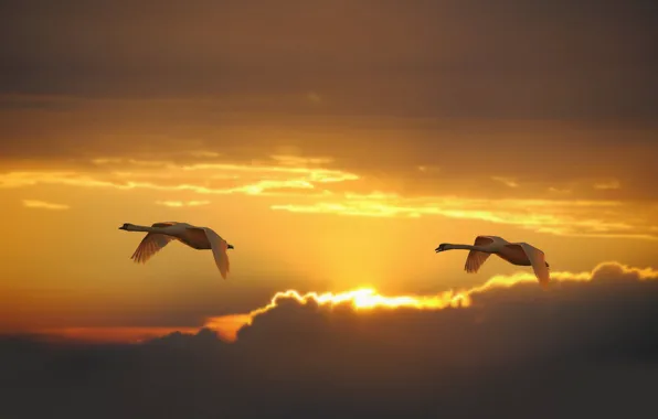 The sky, birds, sunrise, dawn, pair, flight, swans