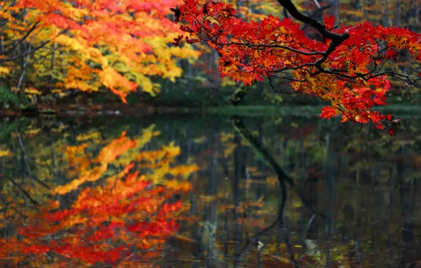 Autumn, forest, leaves, lake, pond, branch