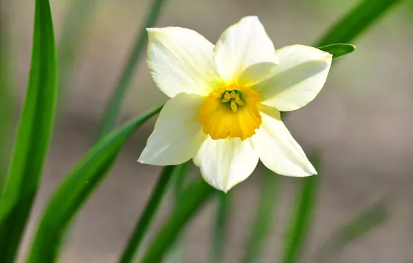 Picture macro, spring, petals, daffodils