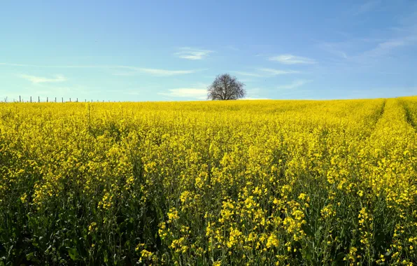 Field, flowers, nature, tree, spring, yellow, space, blue sky