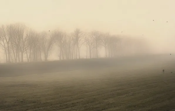 Field, nature, fog