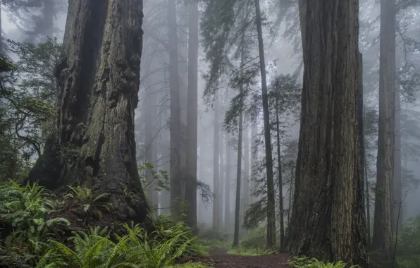 Picture forest, trees, nature, fog, spring, ferns, USA, USA