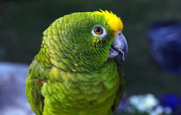 Look, green, bird, portrait, parrot, Amazon, Amazon