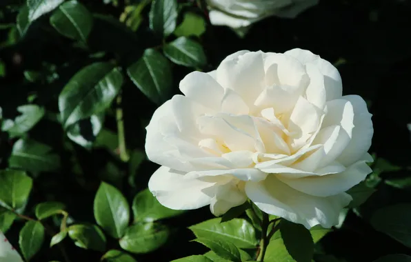 Rose, white, blooming