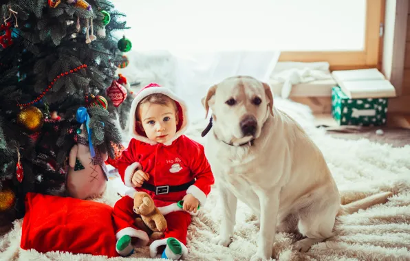 Look, light, pose, room, toys, child, dog, boy