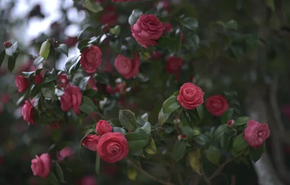 Leaves, flowers, branches, pink, Camellia, Camellia