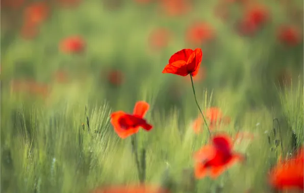 Field, light, flowers, Mac, rye, Maki, blur, meadow
