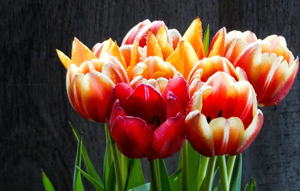 Flowers, the dark background, stems, bright, bouquet, spring, tulips, red