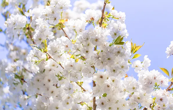 Light, flowers, cherry, branch, spring, gentle, white, flowering