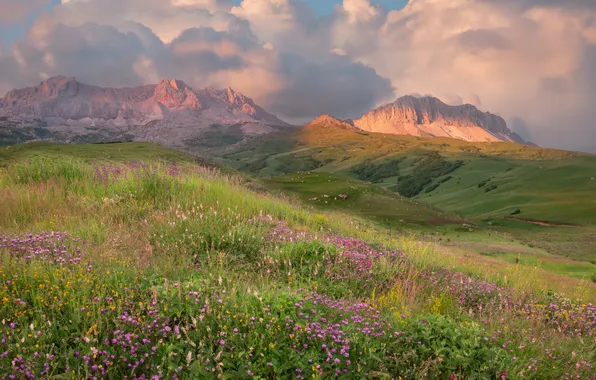 Picture flowers, mountains, beauty, space, Gorge, meadows, Ossetia, Vladimir Ryabkov