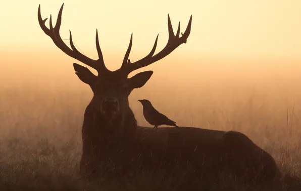 Picture nature, bird, deer