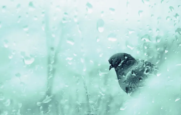 Glass, drops, rain, bird, pigeons