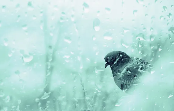 Picture glass, drops, rain, bird, dove