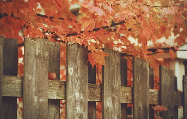 Autumn, leaves, the fence