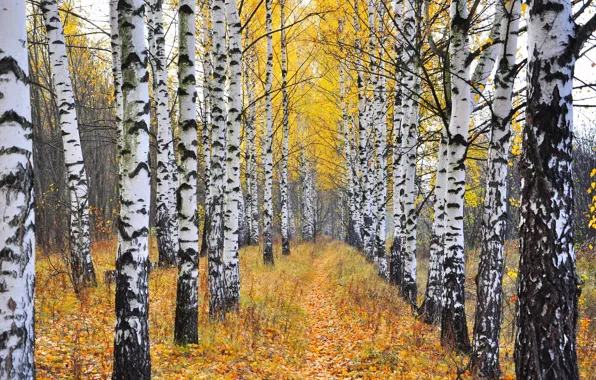 Autumn, nature, birch