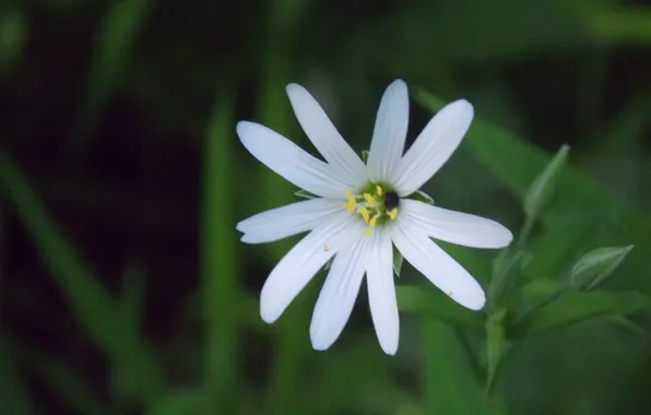 Picture white, flowers, field little