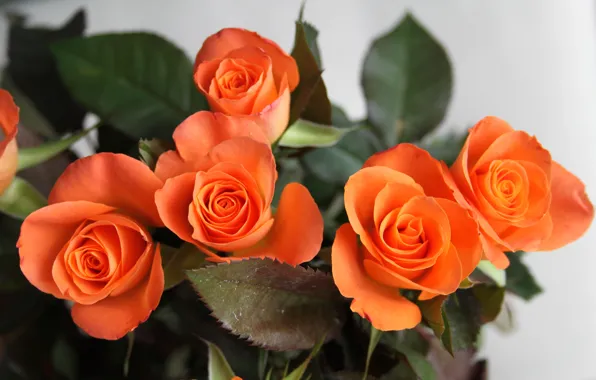 Flowers, roses, bouquet, petals