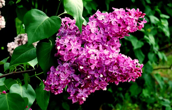 Picture leaves, macro, flowers, branch, lilac