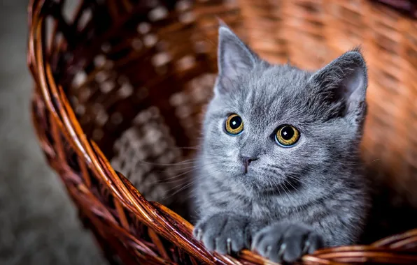 Picture eyes, cat, look, kitty, basket, cat, looks, Kote