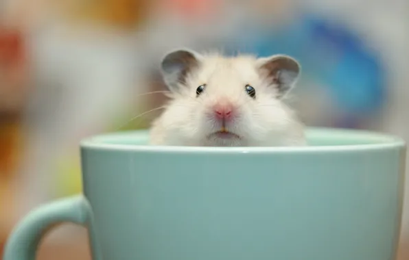 Background, Cup, Guinea pig