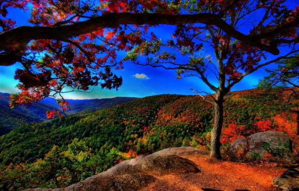 Autumn, forest, trees, hills, blue sky