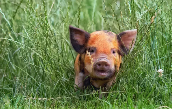 Picture grass, pig, pig, pig, pig, pig, pig, kabanosy