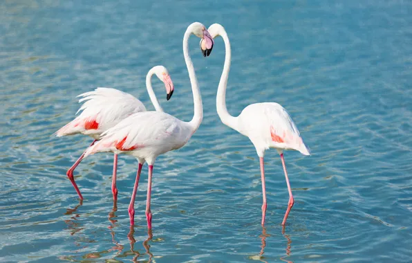 Birds, beak, Flamingo, neck