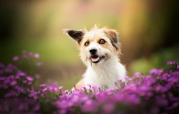Flowers, dog, bokeh, doggie