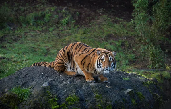 Picture tiger, predator, striped