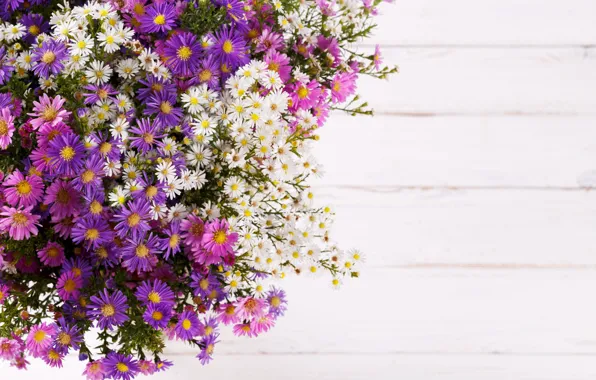 Flowers, Board, chamomile, bouquet, pink, white, light background, field