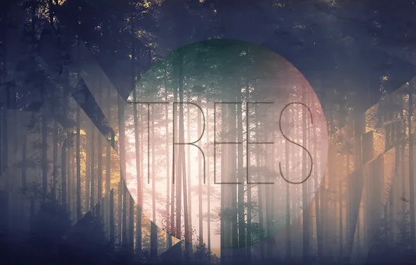 Trees, Fog, morning