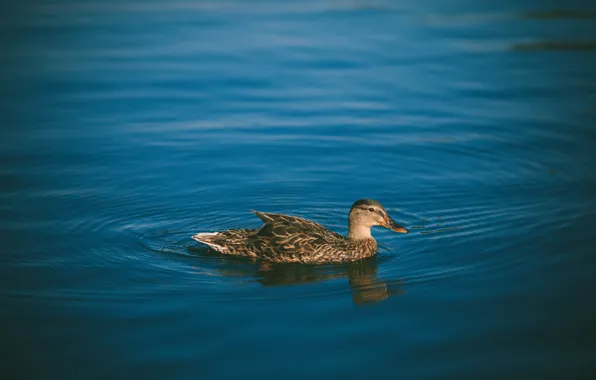 Water, bird, feathers, duck