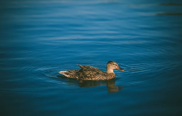 Picture water, bird, feathers, duck