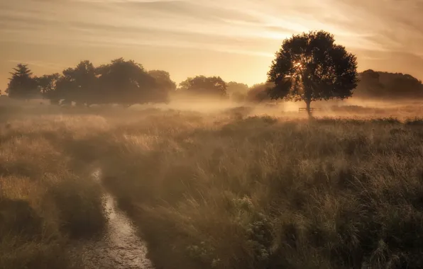 Field, fog, morning