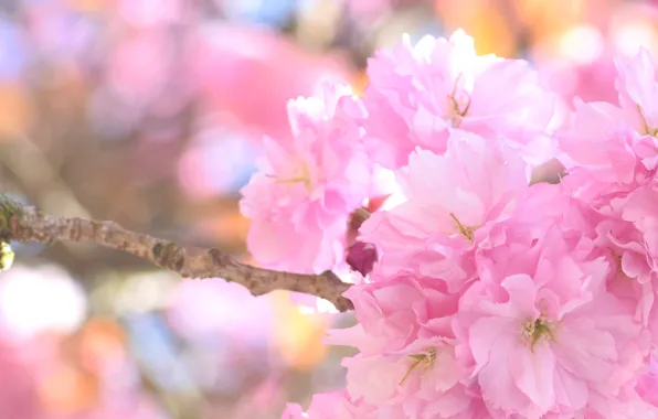 Picture cherry, spring, Sakura, pink