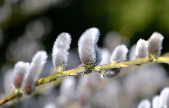 Branches, nature, spring, fluffy, flowering, Verba, IVA, bokeh
