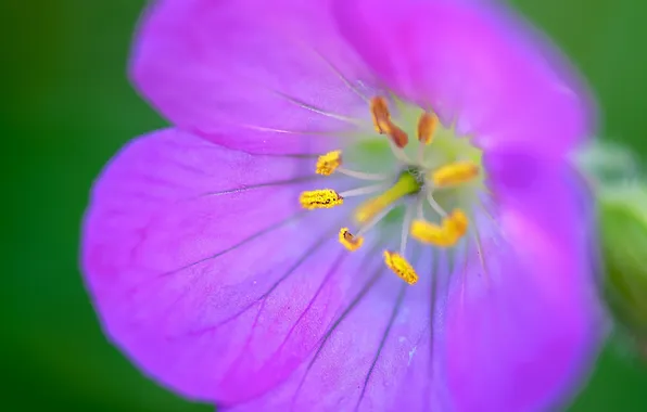 Flowers, nature, petals, stamens
