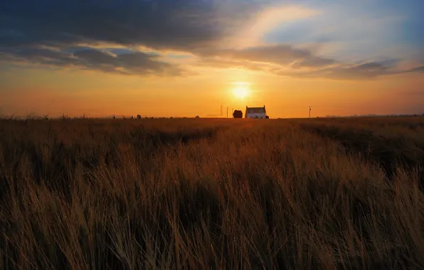 Field, the sky, the sun, clouds, sunset, rye, dal, the evening