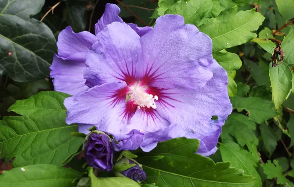 Picture Macro, Hibiscus, Macro, Hibiscus