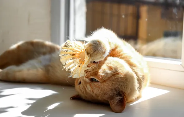 Cat, cat, glass, light, pose, toy, the game, window